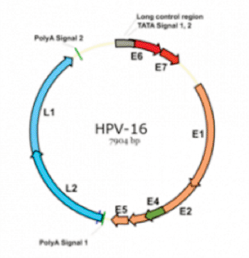 Image: Genomic structure of HPV (Photo courtesy of the [US] National Institutes of Health).